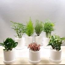 실내 거실 집들이 축하화분 특 대 중 소 도자기화분에 사진그대로 실내인테리어 개업 이전 사무실오픈 승진축하, 특대품선택, 8번 극락조특사각형특