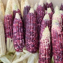 햇 옥수수 찰옥수수 흑찰옥수수, 30개