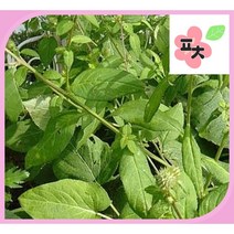 곤드레 고려엉겅퀴 씨앗(100립) -종자씨앗 야생화 약초 포천매화동농장 씨앗모음