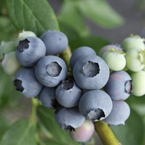 무농약 햇 블루베리 생과 급냉 1kg 2023년산, 블루베리 급냉 상품 1kg, 1개