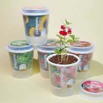 그로우 톡톡 - 마음을 노크하는 작은 정원-꿈쟁이플라워캔, 선택:해바라기