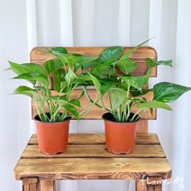 플라워석 스킨답서스 최상품 공기정화식물 25cm, 1개