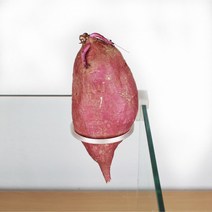 고구마 거치대, 60pi, 12T, 5cm
