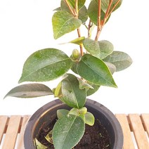 블랙로즈 동백 나무 중형 묘목 화분 겨울에 피는 꽃 열매 키우기