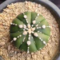 [메카다육]33-0104 선인장 투구(국내실생) 화분포함 다육식물