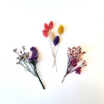 포장용 프리저브드/드라이 프리저브드 플라워 청첩장 답례품 선물 포장, 시네신스(핑크)_4g