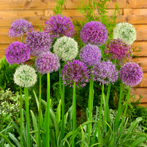 알리움 구근 혼합 10구 묶음, 알리움 구근 (소) 혼합 10구 묶음
