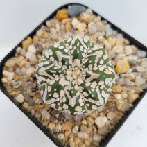 [메카다육]75-0709 선인장 슈퍼투구(국내실생) 화분포함 다육식물