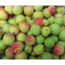 매실묘목 매실나무 접목1년생 청매 홍매 2주묶음, 청매실