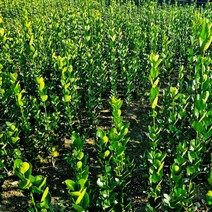 사철나무 60cm 40개 철쭉마켓 재배농원직송, 사철나무 60cm  40개