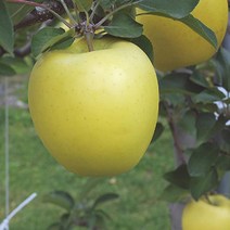 묘목/ 사과(시나노골드) 황금사과/ 이중접목1년 kk700