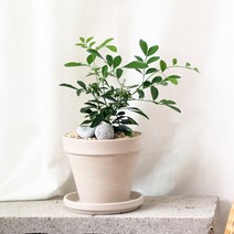 오렌지자스민 독일 토분 화분 세트 - 식물 화분 선물 리본메세지 서비스