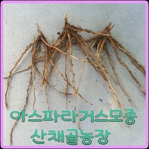 모종이야기 그린 아스파라거스 모종 / 1년생 뿌리모종 개당700원, 20개