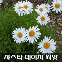 [해피플라워] 샤스타 데이지 씨앗 1g(약 2500립) / 봄 가을 파종 꽃씨
