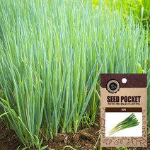 월드가드닝 행복한 텃밭 좋은 씨앗, 대파씨앗 2000개