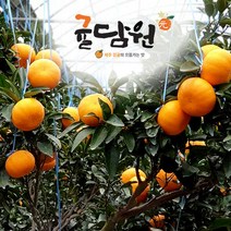 [귤담원] 서귀포 명품 천혜향 2kg 3kg 5kg, 1박스, 10. 천혜향 5kg 대과(10-18과)