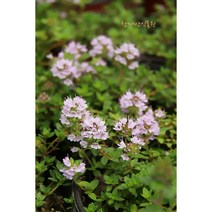 노지월동 풍성한 백리향 / 사진촬영 2021년 12월 5일