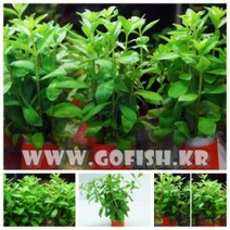 고피쉬 (PVC화분수초) 하이그로필라 1포트