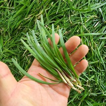 해풍맞은 노지 초벌 부추 국내산 서포 500g 1kg, 노지 부추 500g