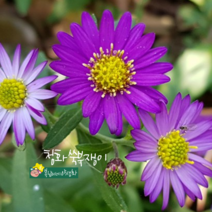 청화 쑥부쟁이[3포트](복남이네 야생화 모종 청하 청까실 쑥부쟁이 aster 퍼플 가을)