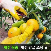이츠올릿 제주도 고당도 감귤 10kg 로얄과 조생귤 제주 귤 노지 하우스 타이백 밀감