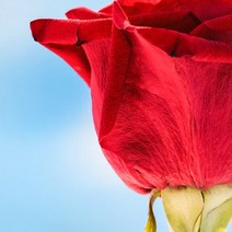 [캔들이케아] 국내산 프래그런스 오일 50ml 108종, 41_레드로즈