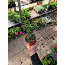 20~40cm 59 아르베키나올리브나무 소품 외목대