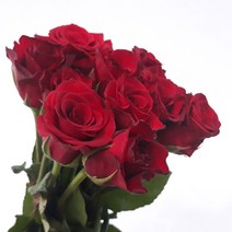 장미 - 비탈 / 고속터미널꽃시장 꽃도매 서리풀플라워