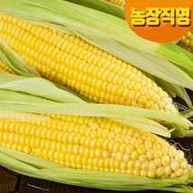 냉동 옥수수/초당/대학찰 2가지, 냉동 초당옥수수  최상품6개/무선별/못난이포함