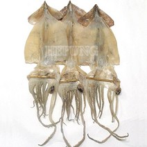 동해안 오징어 피데기(대)20미(2.7kg내외), 단품