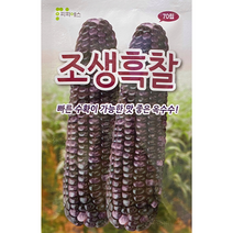 조생흑찰옥수수씨앗70립