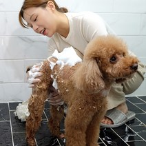 바란스샴푸 애견샴푸 강아지비누 푸들 말티스 비숑 샴푸 6종, 블랙베리 바닐라샴푸503ml