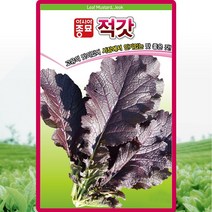 적갓씨 30g 맛이 있어 인기있는 맛 좋은 갓씨앗 채소종자