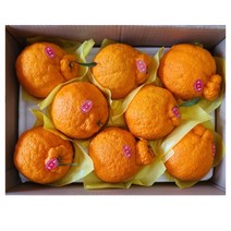 신품종 감귤 써니트 한라봉3kg 밀감 제주 특산품
