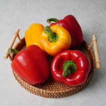 알록달록 가성비 화순 못난이 파프리카 2kg, 단품