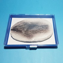 물고기 화석모형