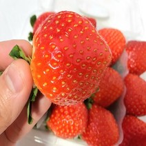 가락시장 설향딸기 500g 1+1이벤트, 상세페이지 참조2, 설향딸기 500g*2(26-30구)