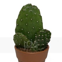 [꽃사랑식물나라] 만세선인장 선인장 공기정화식물 식물키우기, 1개