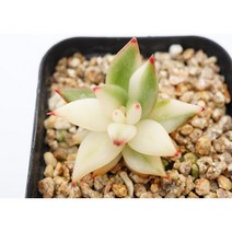 [도감마리아금 0605] 홈가드닝 관엽 분재 선인장 키우기쉬운 아프리카 다육이 공기정화 특이한 귀여운 예쁜 희귀한 인테리어 생일 소형 작은 개업선물 리톱스 코노피튬 식물