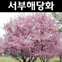 서부해당(수사해당) 접목1년(뿌리) 1개/나무 묘목/활엽수/정원용