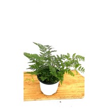 [골든플랜트] 후마타고사리 고사리 상록 넉줄고사리 그늘에서 잘자라는 식물 반음지 줄고사리 반려식물, 1개