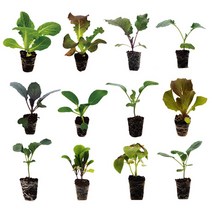 특허안심포장 프리미엄 상추 모종 주말농장 아이텃밭체험 4개입, 4개, 유럽상추-코스 미드 하트, 4개