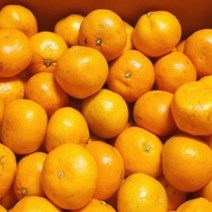 제주도 감귤 귤 10kg 제주 조생 노지귤 노지감귤 고당도 5kg 3kg 서귀포, 서귀포 노지감귤 로얄과 5kg내외