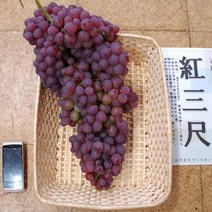 포도나무(홍삼척)접목1년생/묘목/F0629, 1개