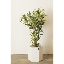 [개업/승진취임화분]고급스럽고 세련된 잎을 가진 송오브인디아, 단품, 1개