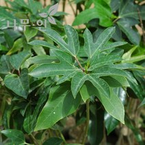 [나무인] 황칠나무묘목 키50cm