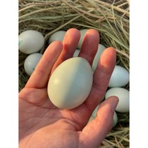 청란 동물복지 유정란 청계란 초란 난각번호2번, 20구