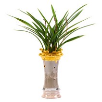 플라워리퍼블릭 채홍 kj1 화분배달 동양란 동양난 취임 전국 개업