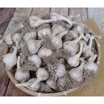 (주말 한정 특특가) 토종 의성 육쪽마늘 통마늘, 대 반접(45~55개) 1.7kg 내외