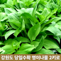 당일수확 자연산 강원도 인제 생 명이나물 생채 수확 생 산마늘 잎 산명이 잎명이 줄기 대 명이 제철나물 1kg 1키로, 잎명이 1kg